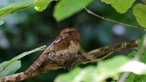 the javan frogmouth or horsfield's frogmouth is found in thailand and other asian countries