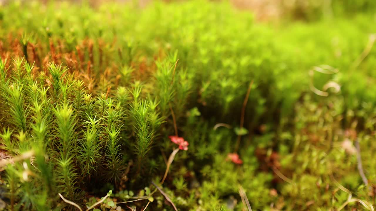 vista detallada del musgo y las plantas pequeñas