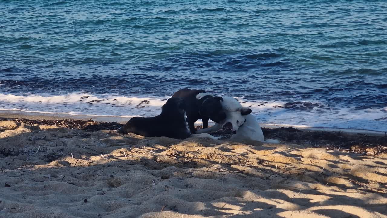 Dogs Having Fun and Playing at Beach on Golden Hour Sunlight, Slow Motion