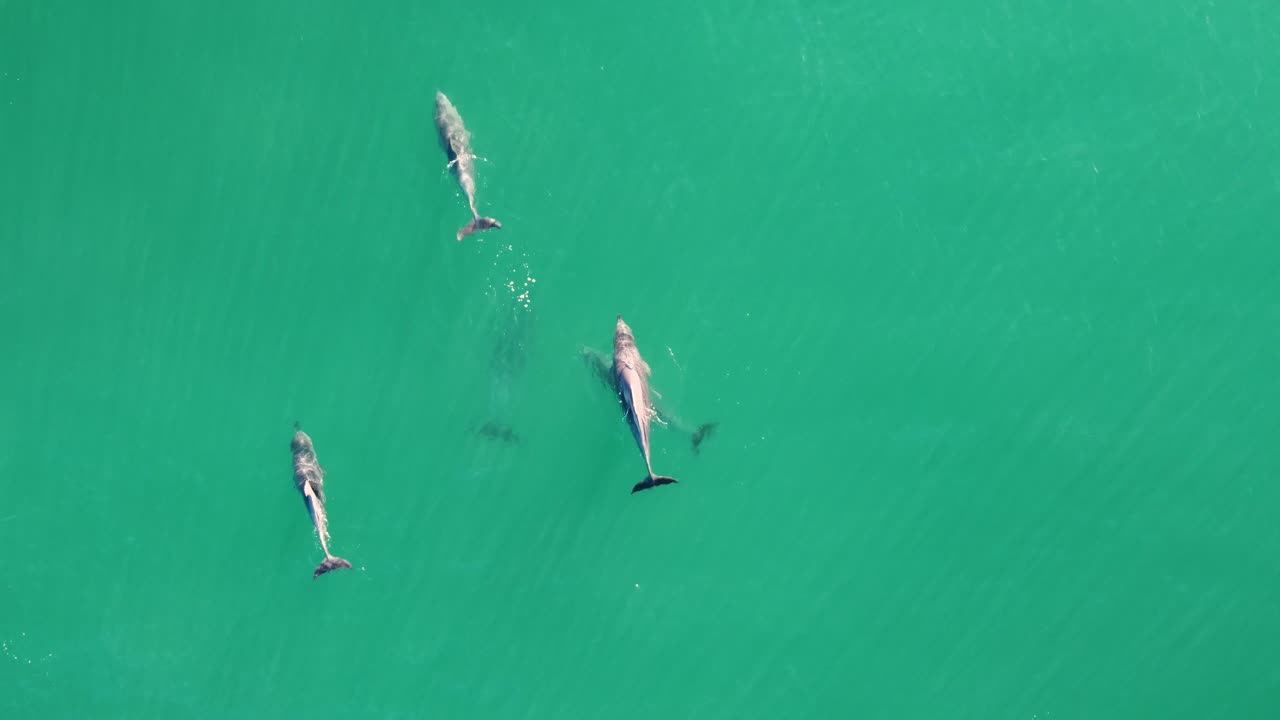 수정처럼 맑은 태평양 중부 해안 뉴사우스웨일즈 호주 4k에서 수영하는 돌고래 포드를 따라 무인 항공기 공중 비디오 촬영