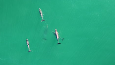 videografía aérea de drones siguiendo la vaina de delfines nadando en el cristalino océano pacífico costa central nsw australia 4k