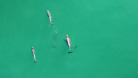 drone aerial videography following swimming dolphin pod in crystal clear pacific ocean central coast nsw australia 4k