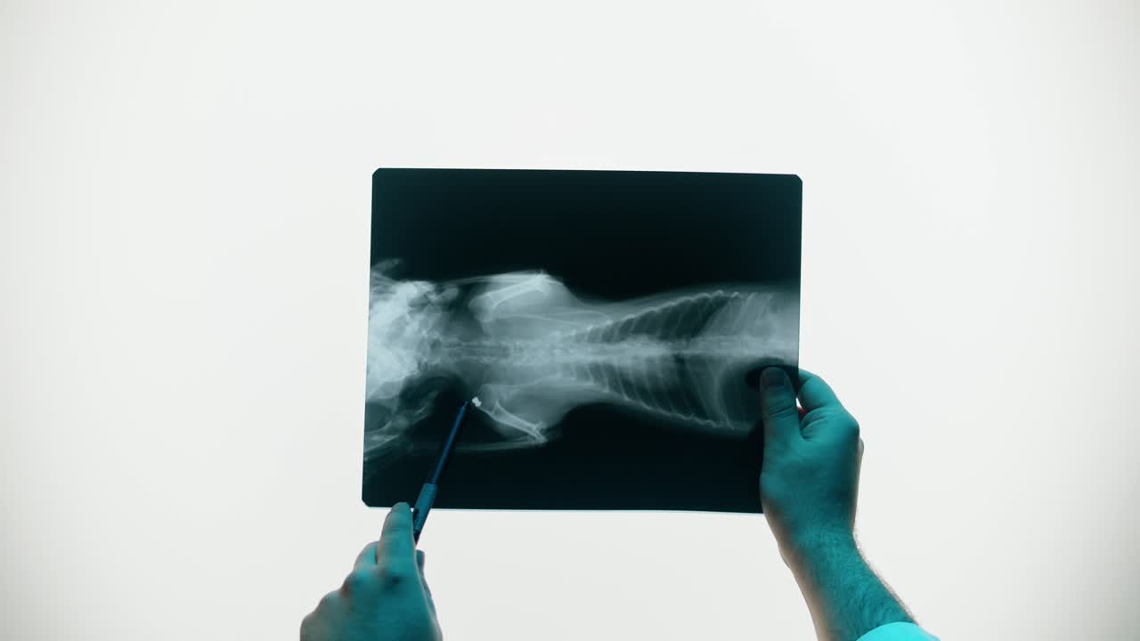 Veterinarian's Hands Analyzing Animal X-ray Film with a Pen
