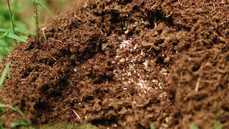 colony of red ants, moving themselves and their eggs over an large anthill in the forest