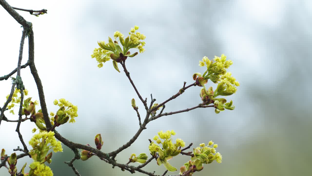 Rami d'acero con fioriture precoci in primavera, primo piano