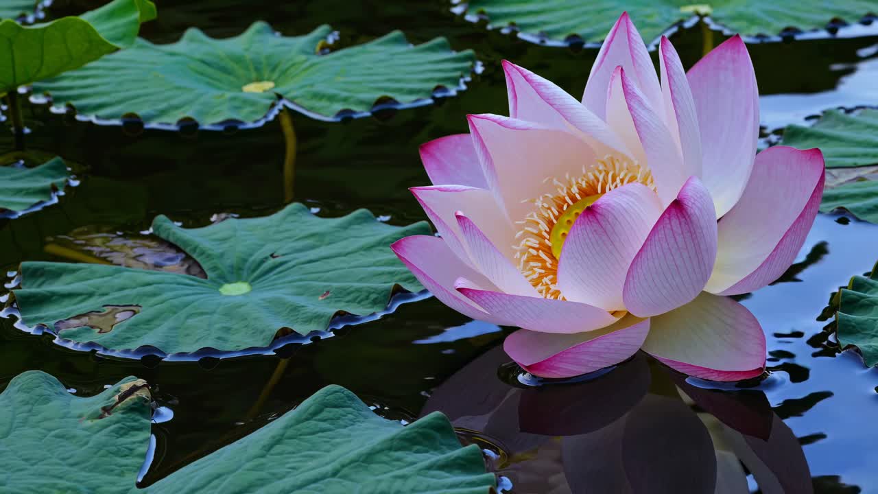 Close-up video angle of a blooming lotus in a serene pond, highlighting vibrant petals and lush