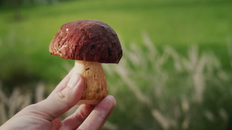 mushroom picker holding wild mushroom in hand, first person view