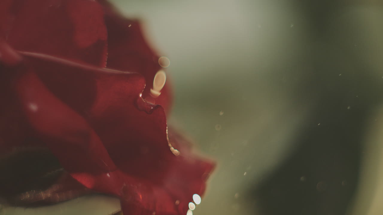 은 장미 잎자루의 클로즈업