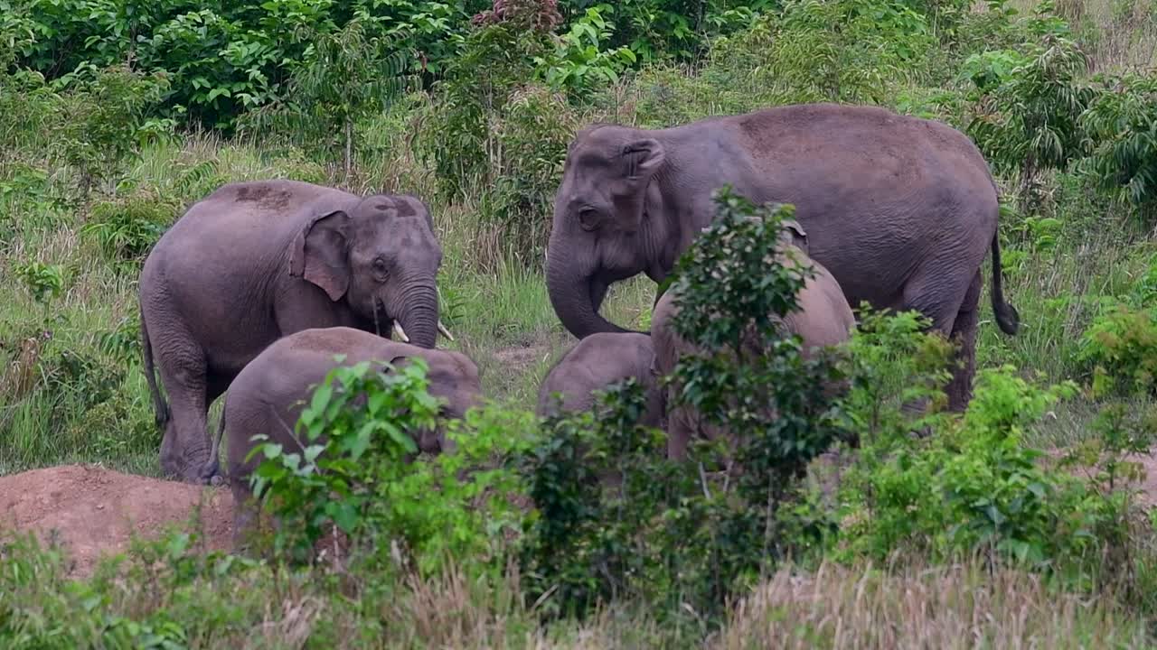 los elefantes asiáticos son especies en peligro de extinción y también son residentes de tailandia