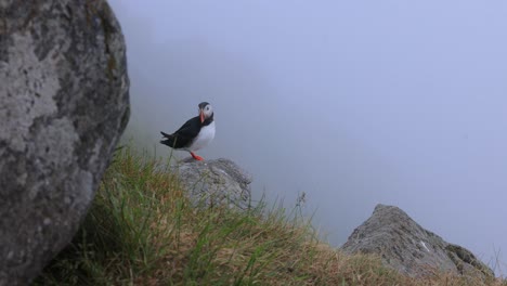 papagayo atlántico (fratercula arctica), en la roca de la isla de runde (noruega).