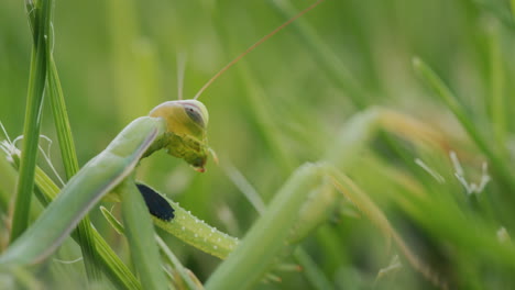 Predatory-praying-mantis-in-green-grass.-Amazing-creature