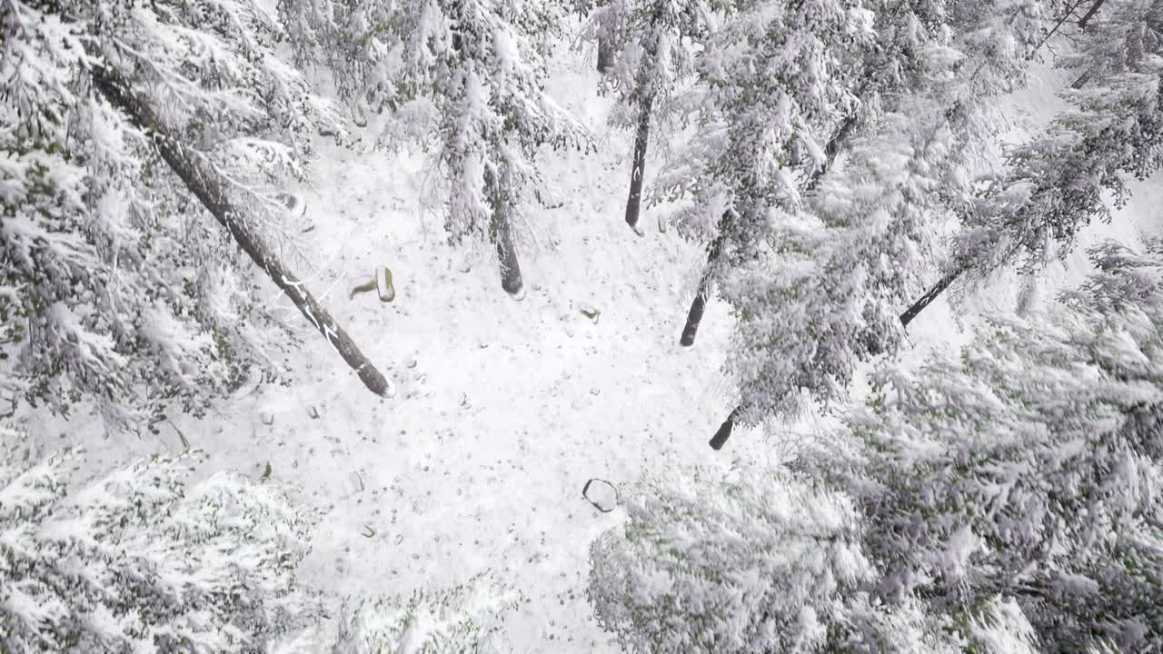 겨울 숲 위의 비행