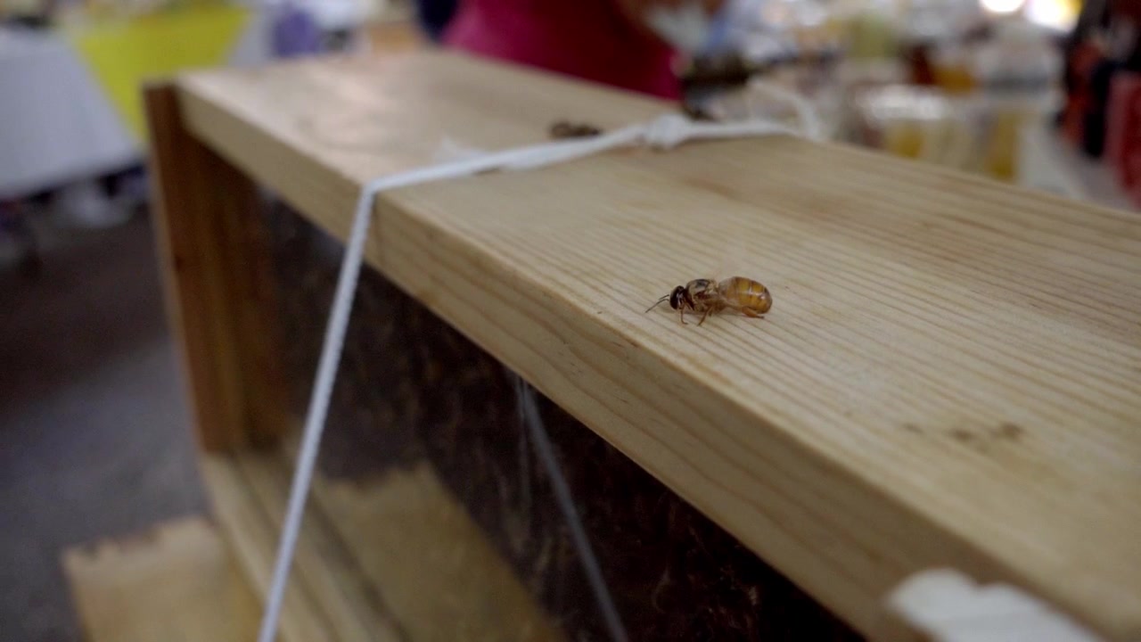 Close up of honey bee crawling on wooden beehive frame inside active apiary showcasing beekeeping pollinator activity and honey production process
