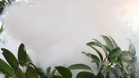 misty leaves hd videos. abstract video leaves and smoke. mango leaves are exposed to smoke from burning garbage.