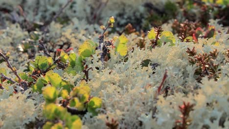 cladonia rangiferina, también conocida como liquen de copa de renos.