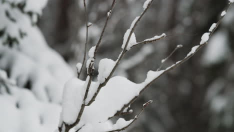 Thin-tree-branches-covered-with-snow,-slow-slider-shot