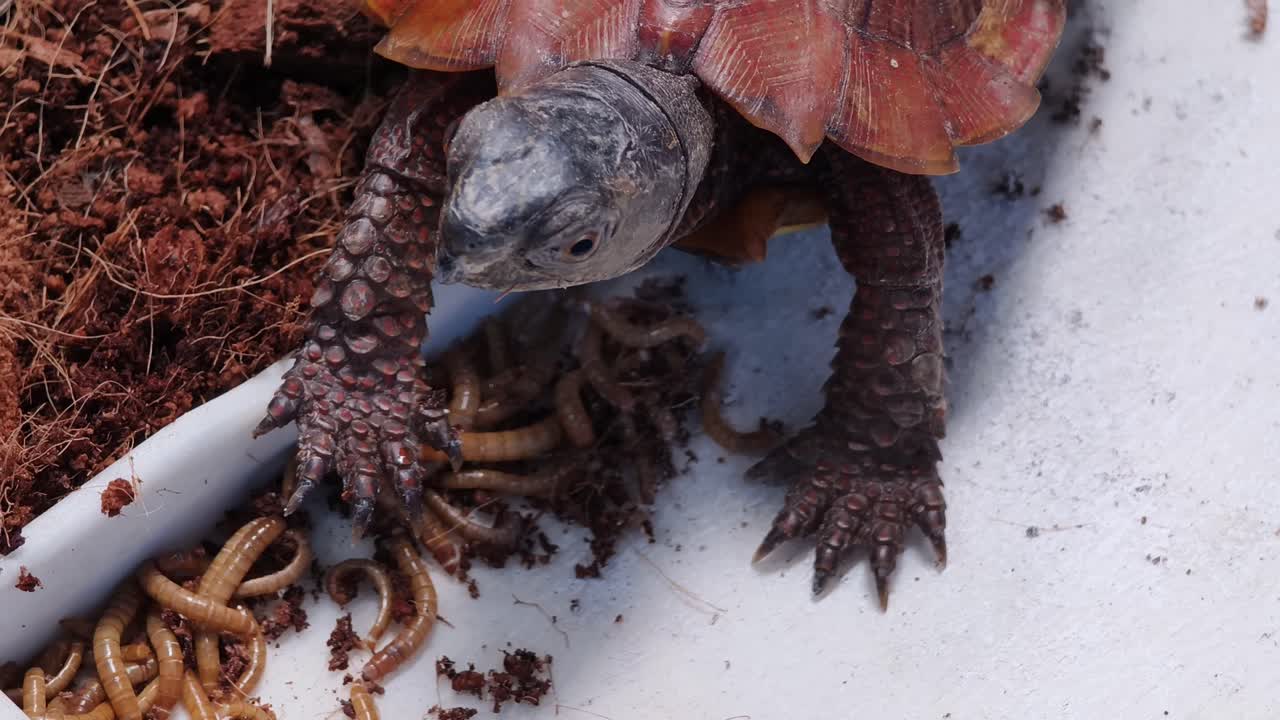 Turtle Eating Worms