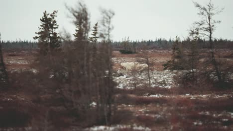 a polar bear mother and cub travel through trees and brush as they across the sub-arctic tundra near churchill manitoba in the autumn as they wait for the water of hudson bay to freeze