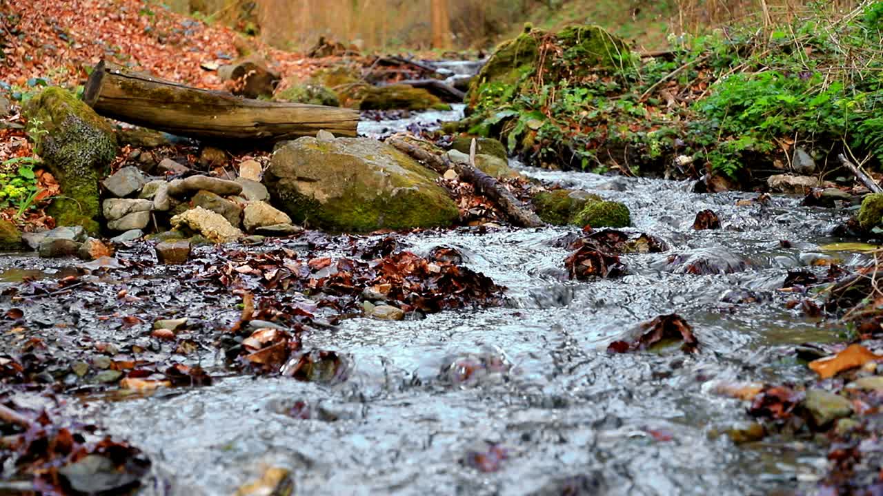 Small stream in forest on a cloudy morning in slow motion
