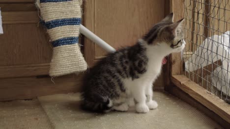 cute curious tabby kitten looking out of the fence medium shot