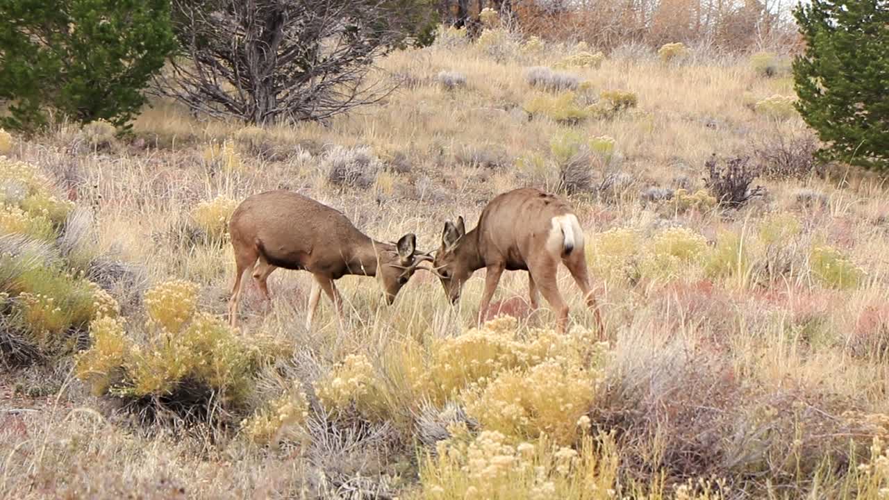 Medium distance shot of two deer fighting with their antlers