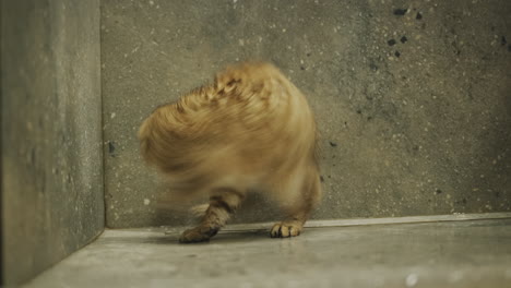 Funny-wet-cat-is-trying-to-catch-the-jets-of-water-in-the-shower.