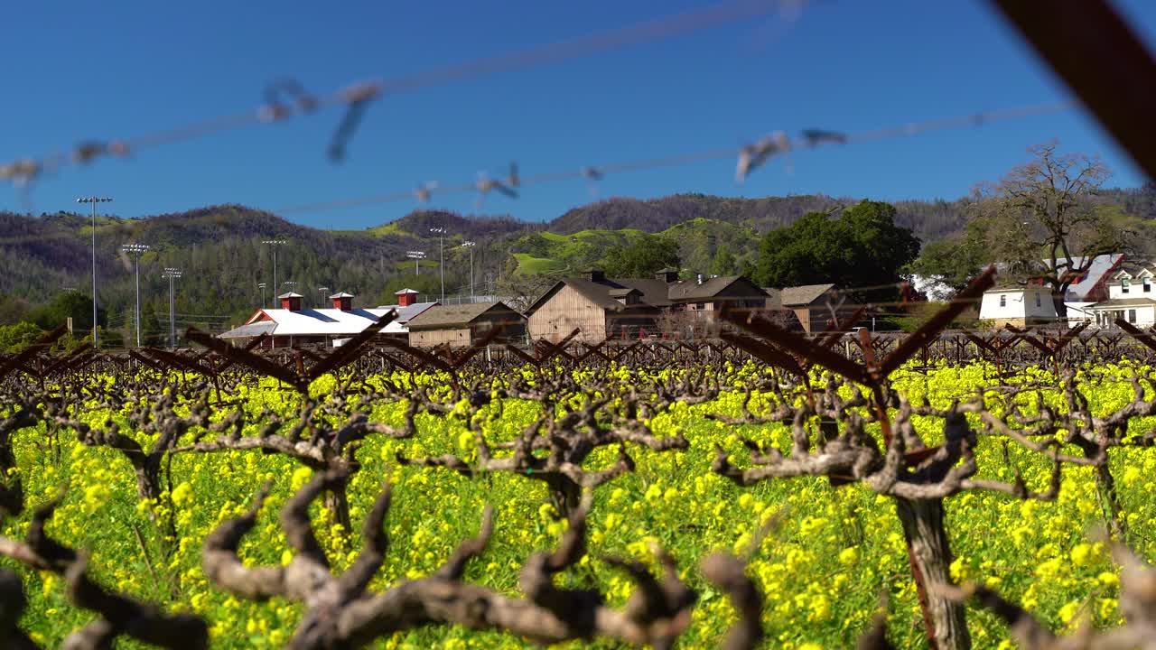 lento empuje hacia atrás en el viento ralentizando haciendo flores de mostaza bailar en una bodega entre las vides del viñedo en el valle de napa