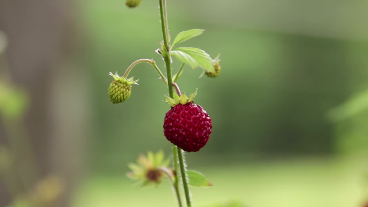 Close up of an isolated wild strawberry against a green background with a meadow