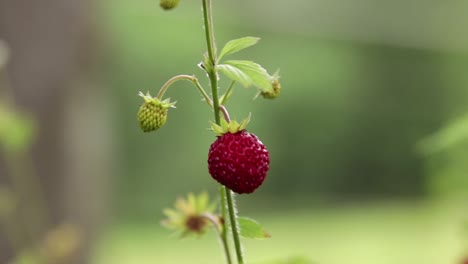 Close up of an isolated wild strawberry against a green background with a meadow