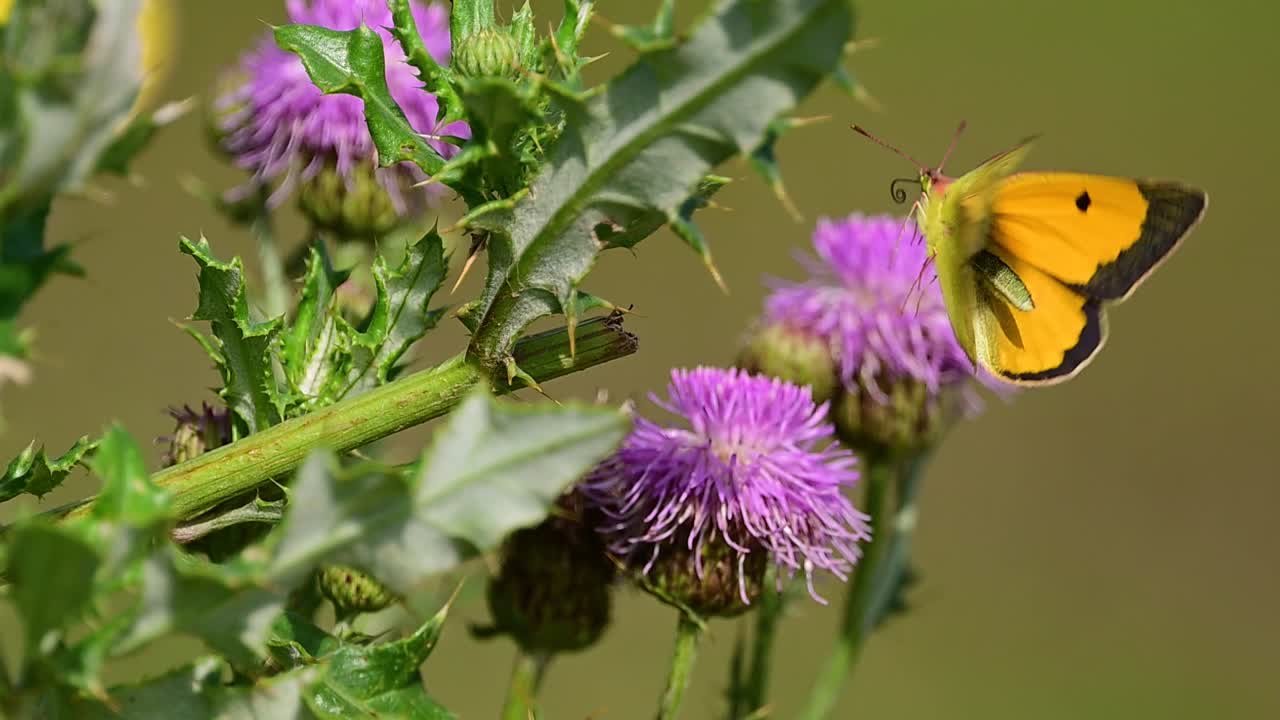 Graceful dark clouded butterfly captured mid takeoff from blooming thistle