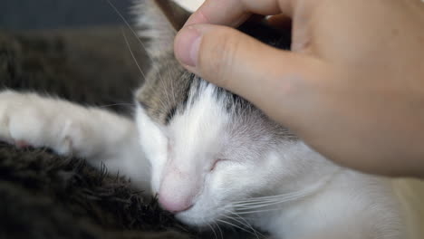 primer plano de un lindo gatito con los ojos cerrados disfrutando de un golpe de mano humana