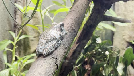 exotic big frog sits still on a branch and waits