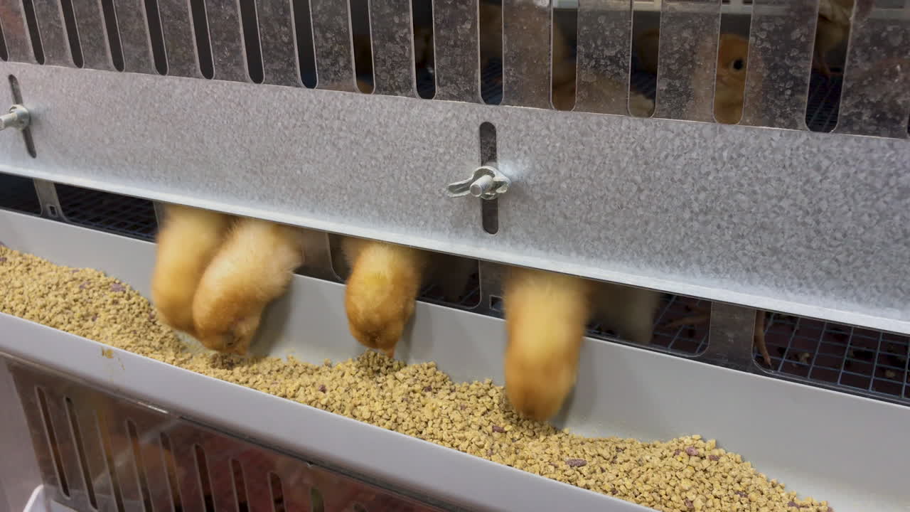 los pollos o pollitos de un día comen de su corral - la raza es un enlace rojo