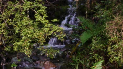 Regenwald-Fließender-Bach-Mit-Farnen