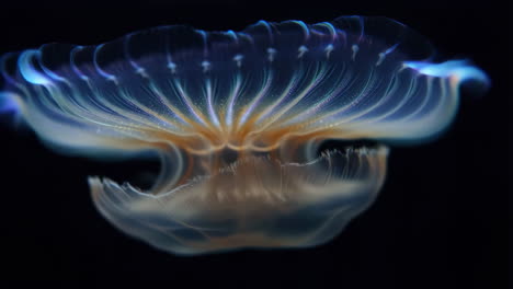an otherworldly jellyfish