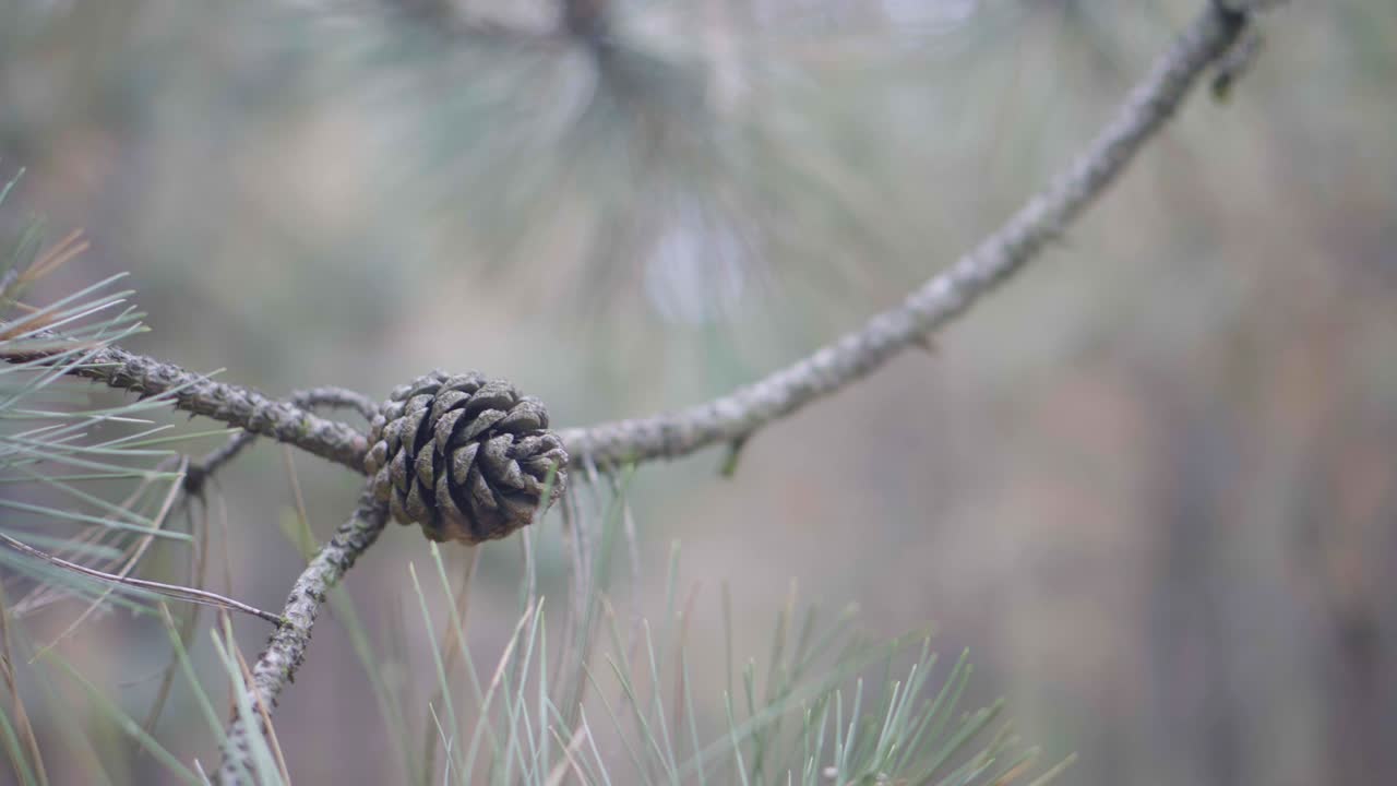 숲, 흐릿한 나무의 배경에 코너를 가진 소나무 가지. 부드러운 초점, 근접