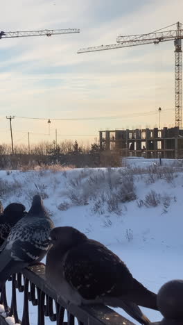 pigeons on a fence in front of a construction site in winter
