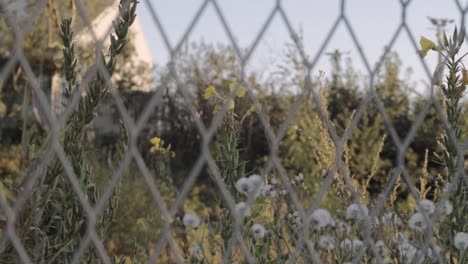 View-of-wild-flowers,weeds-and-foliage-through-fencing