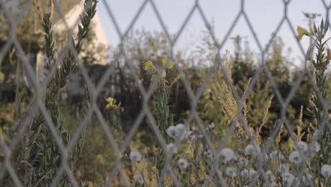 view of wild flowers,weeds and foliage through fencing