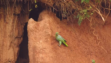 una bandada de loros harinosos que se alimentan de arcilla de chuncho se levantan, sus alas de plumas verdes revolotean mientras vuelan