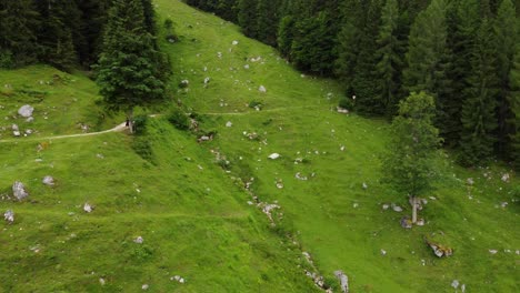 small hut in the austrian alps surrounded by green fields and a forest