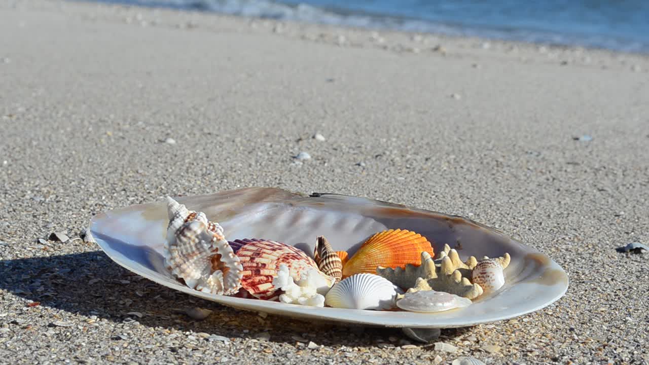 Cockleshells on sand against the background of waves. Shooting on the beach