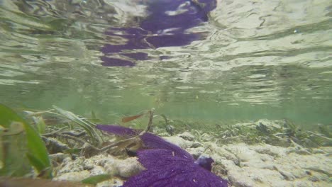 Porción-Morada-De-Arrecife-De-Coral-En-La-Playa-Mexicana-De-Mahahual