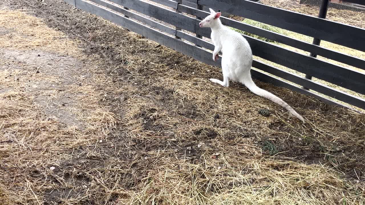 Albino Bennett's wallaby spotted on a farm in Portugal