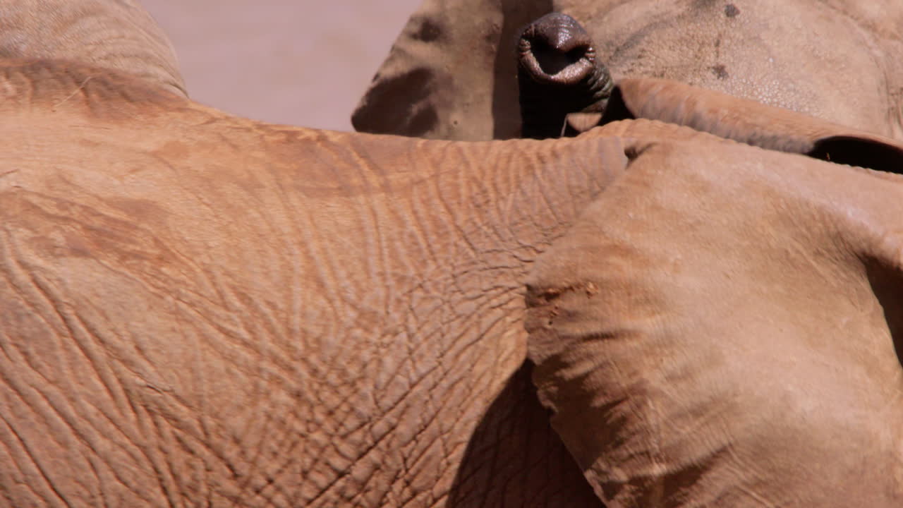 Una coppia di elefanti africani di savana che lottano per gioco