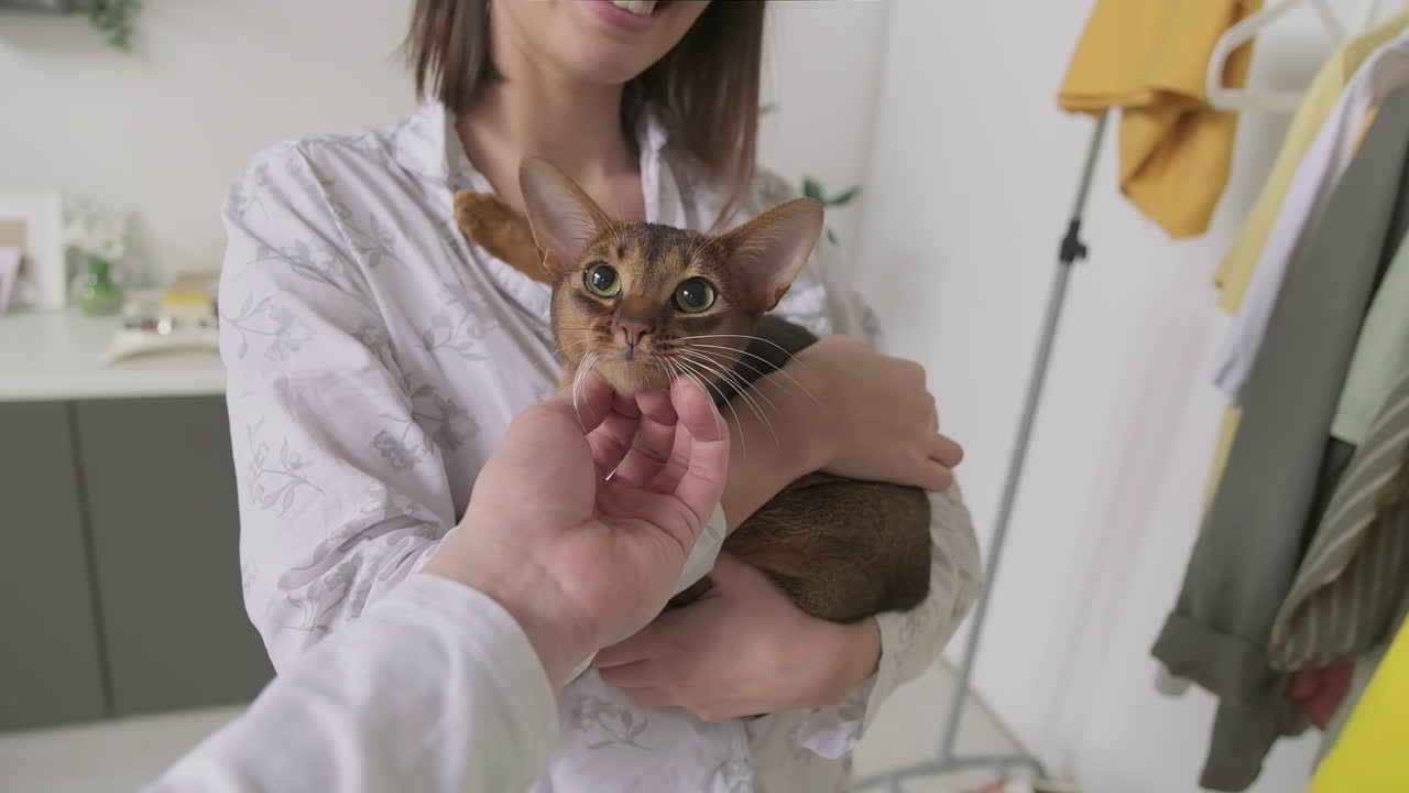 고양이 를 만지는 사람