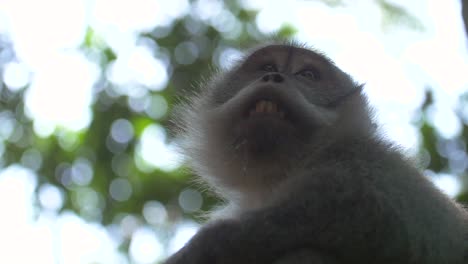 low level shot of a monkey face