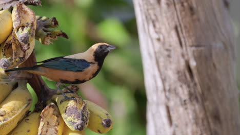 Burnished-buff Tanager tropical bird eating banana fruit food in Rainforest jungle