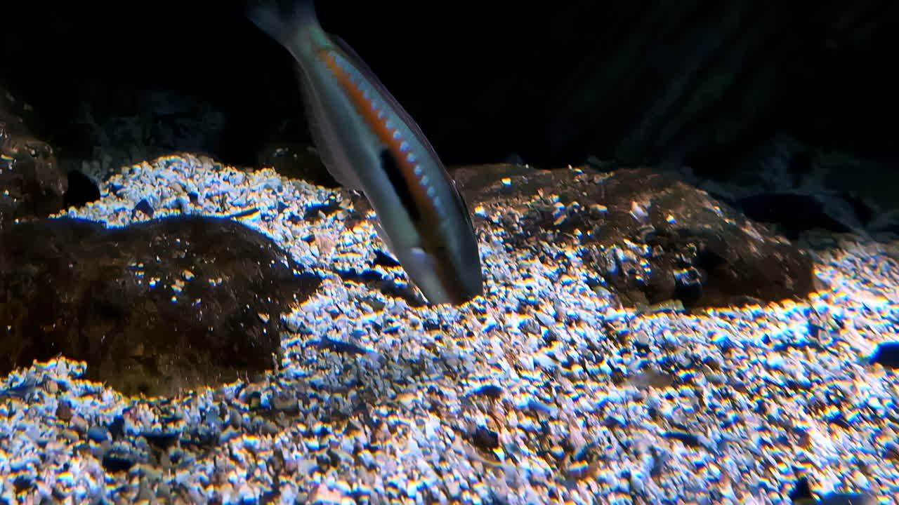 Fish hunting for food on sea bottom, close up