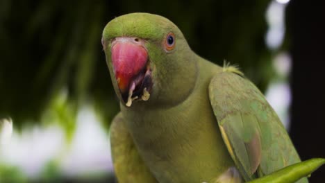 indian rose ringed parakeet also known as indian parrot